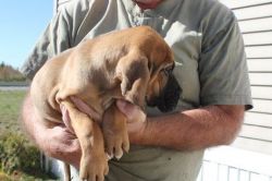 AKC registered bloodhound puppies