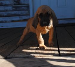 Female BloodhoundS