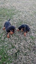 Bloodhounds CKC Puppies