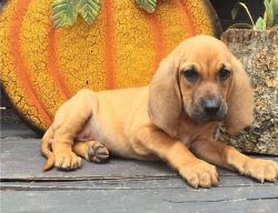 Outstanding Bloodhound Puppies for sale