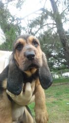 Fullblooded bloodhound puppies