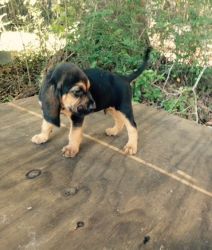 stunning litter of bloodhounds available to vetted homes only