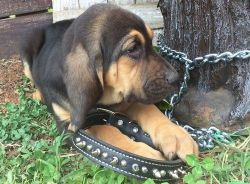 Fantastic Temperate Bloodhound Puppies For Sale