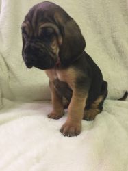 Top Family Raised Bloodhound Puppies