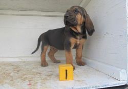 Beautiful CH. Bloodhound Puppies For Sale