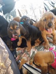 Akc registered bloodhound puppied