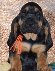 Cute AKC Bloodhound Puppies Ready For Sale