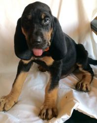 Healthy male and female Bloodhound puppies for sale