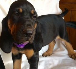 Cute Bloodhound Puppies For Sale!
