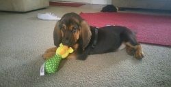 Adorable Bloodhound Puppies Ready Now