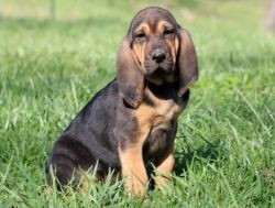 Healthy Bloodhound puppies For Sale.