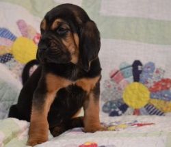 Adorable Bloodhound puppies. Text (xxx) xxx-xxx2