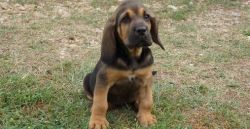 Lovely Bloodhound Puppies