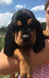 AKC Bloodhound Puppies for Sale
