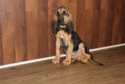 Lovely Bloodhound puppies for sale
