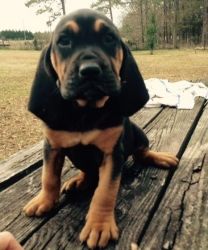 Adorable Bloodhound puppies