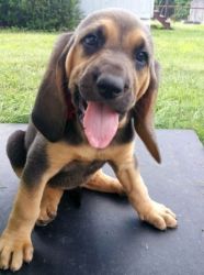 Adorable Bloodhound puppies