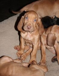 Bloodhound puppies for sale,