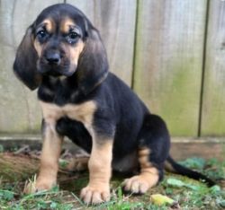 AKC registered Bloodhound Puppies For Sale.