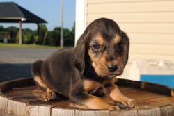 We have Lovable cute Bloodhound puppies available