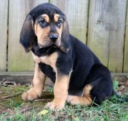 Home raised Bloodhound Puppies