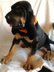 Bloodhound puppies ready for sale