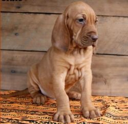 Gorgeous Bloodhound Puppies for sale