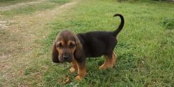 Beautiful Bloodhound puppies ready. Text (xxx) xxx-xxx7