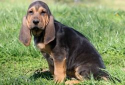 Beautiful Bloodhound Puppies For Sale