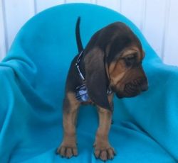 Gorgeous Bloodhound Puppies for sale