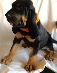 House trained Bloodhound Puppies