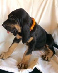 Adorable Pedigree Bloodhound Puppies Ready