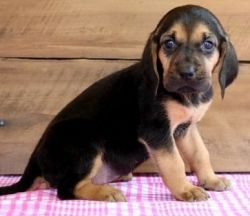 Healthy Bloodhound puppies For Sale