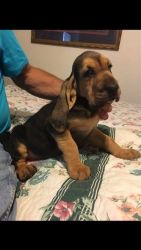 2 boys and 3 girls Bloodhound puppies.