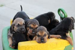 Bloodhounds For Sale
