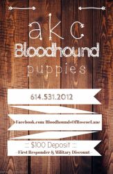 AKC Bloodhound Litter Arriving June 25th