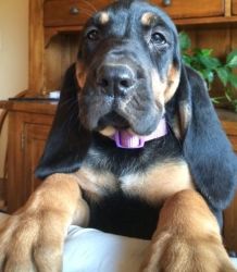 Well Socialized Bloodhound For Sale.