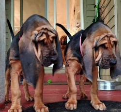 Bloodhound girls for sale
