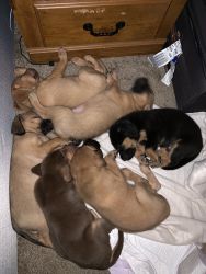 Bloodhound Mutt Puppies for sale!