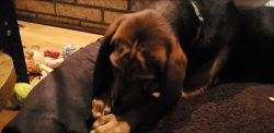 AKC Male Bloodhound 6 months old