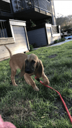 Bloodhound pup for sale!