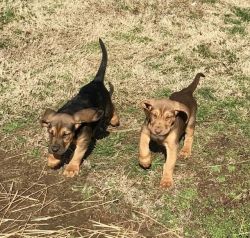 Bloodhound pups