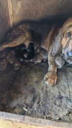 Purebred bloodhound puppies