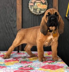 UKC Bloodhound - Female