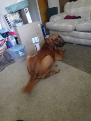 1 yr old akc bloodhound