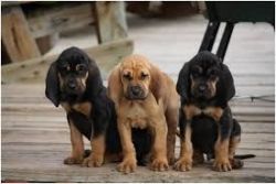 Gorgeous litter of lively Blood Hounds pups