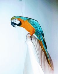 Beautiful Female Blue & Gold Macaw