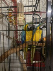 Bonded, Blue and Gold Macaws
