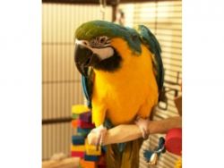 Buy Blue-And-Gold Macaw