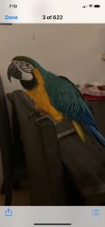 Blue thoart macaw